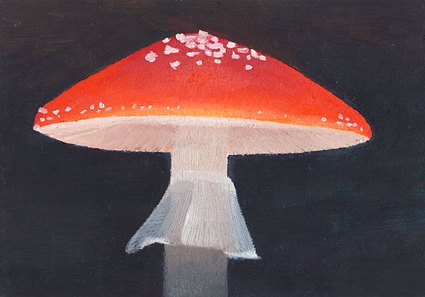 Fliegenpilz_11.jpg width='300'